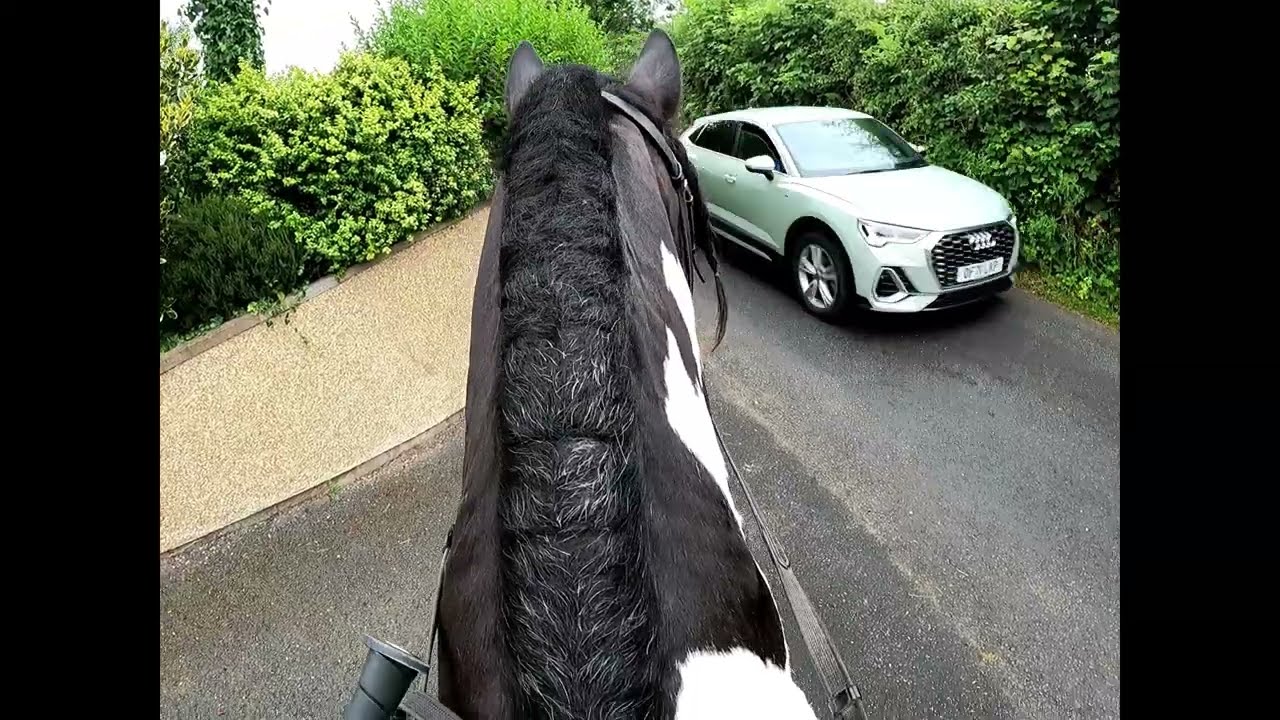 Out Out on my very first solo on Tinker #cob  #stables #horse