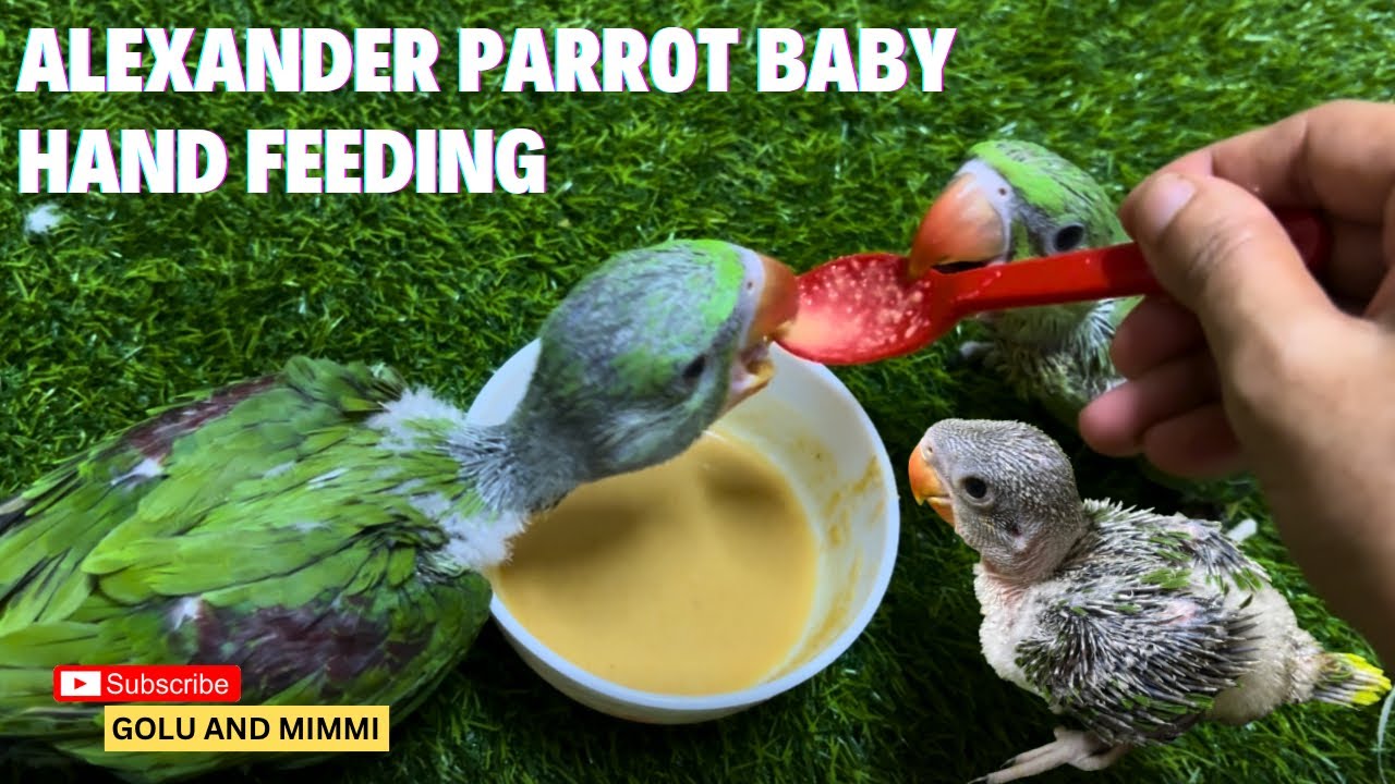 Alexander parrot baby hand feeding #babyparrot #alexanderparrot #parrot #feeding #babybird #cute