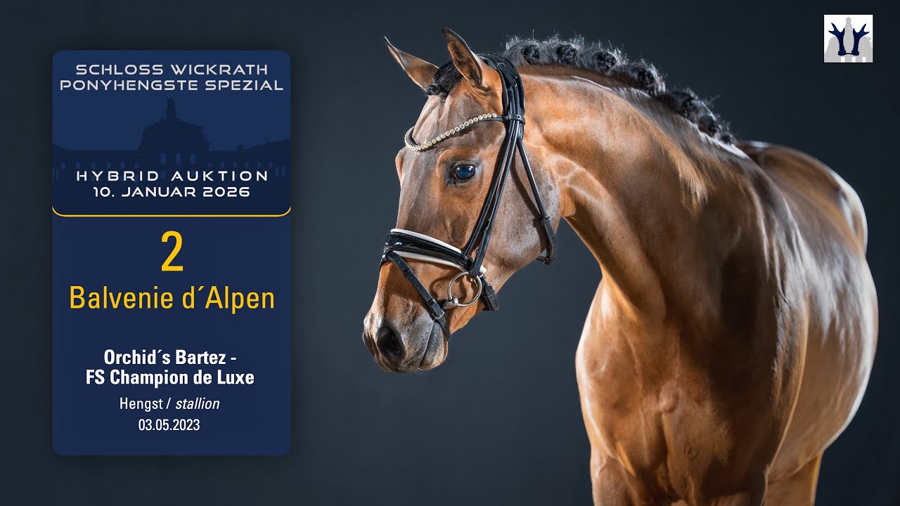 Ponyhengste Spezial/Hybrid Auktion Lot 2 Balvenie d´Alpen Hengst v.Orchid´s Bartez-Champion de Luxe