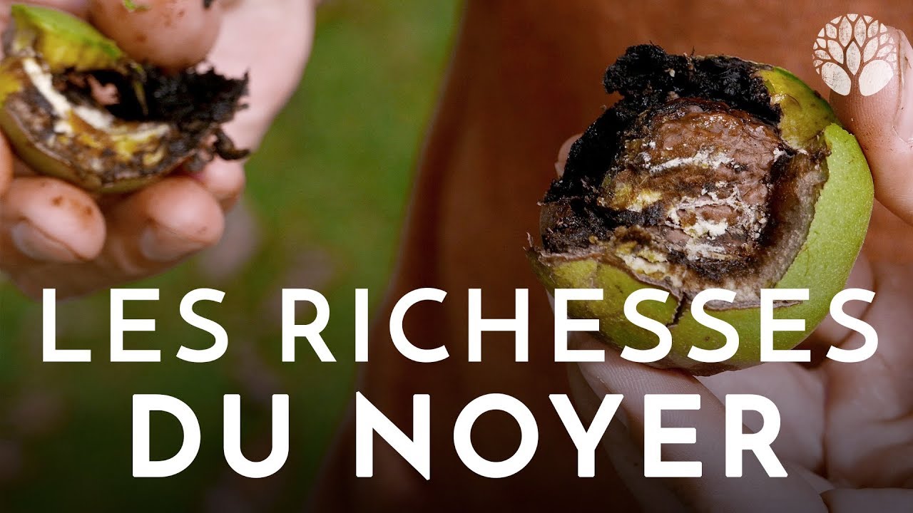 Les richesses du noyer
