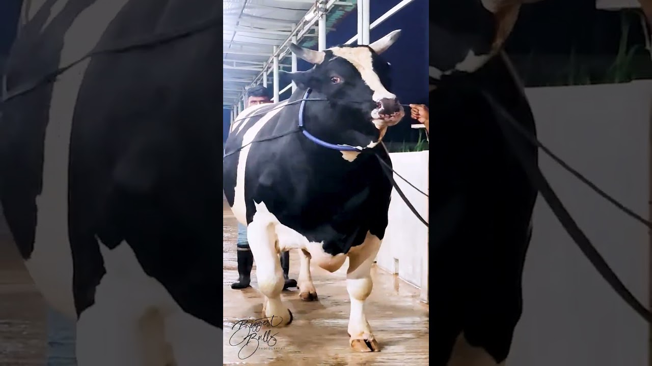 1200 kg Holstein Friesian bull from Brownie's Ranch