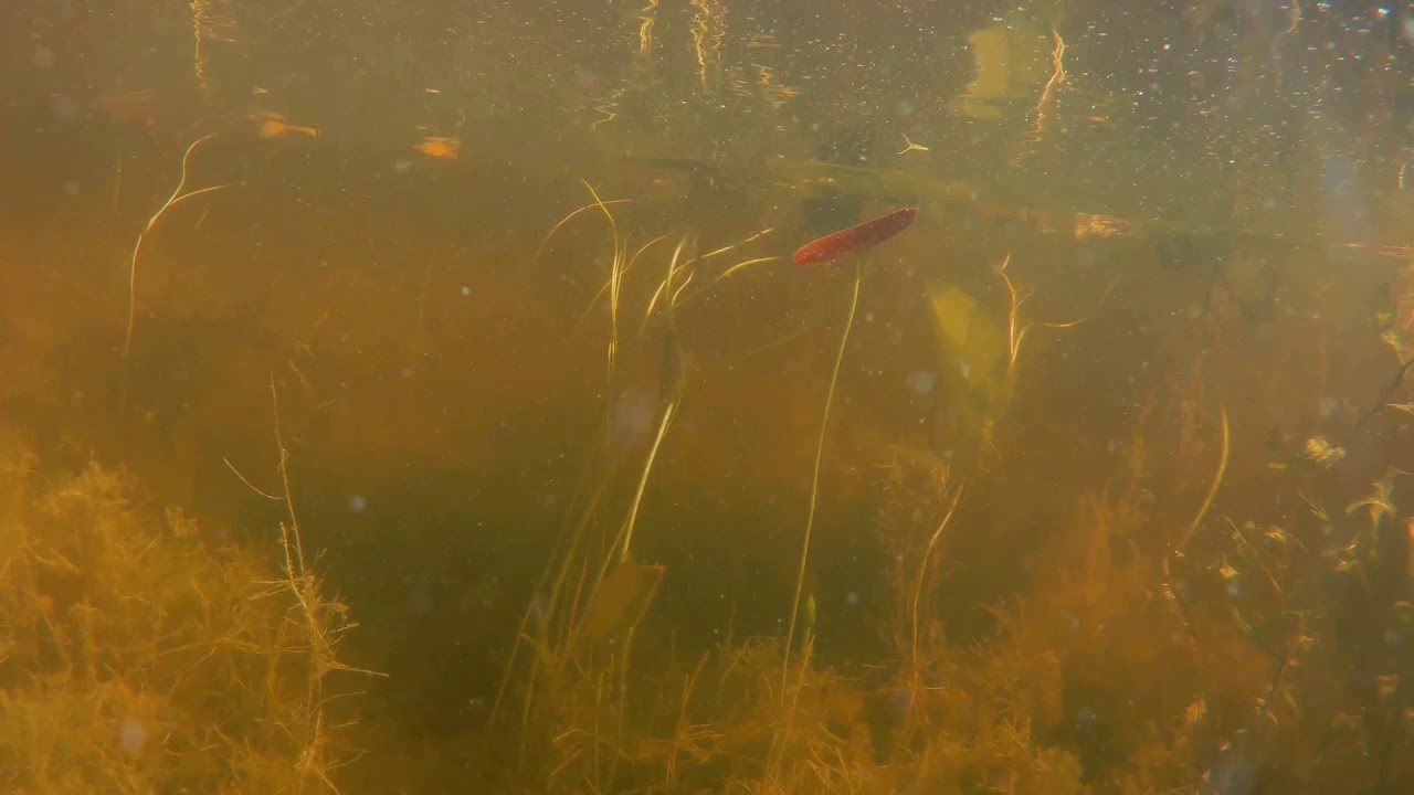 Snorkeling Big Muskego Lake