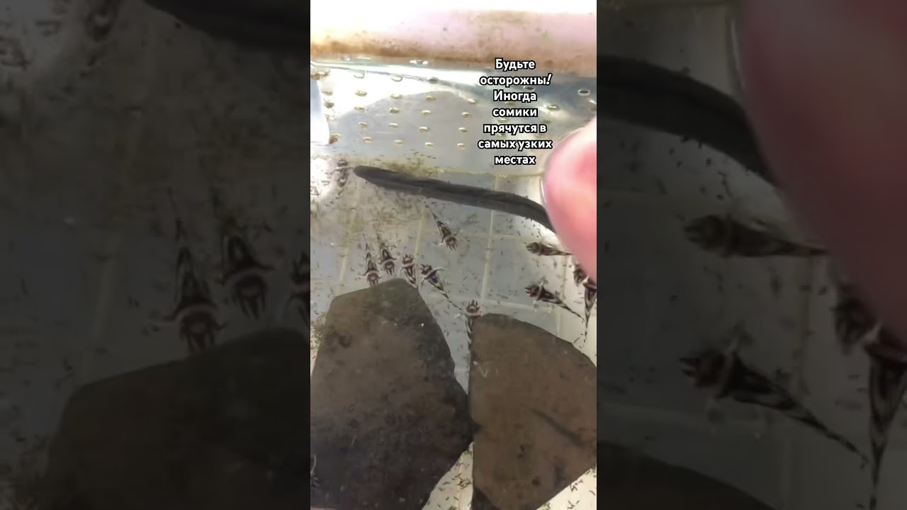 Касается практически всех сомиков!!! #pleco #aquarium #fish #l046 #сомики #лорикариевые