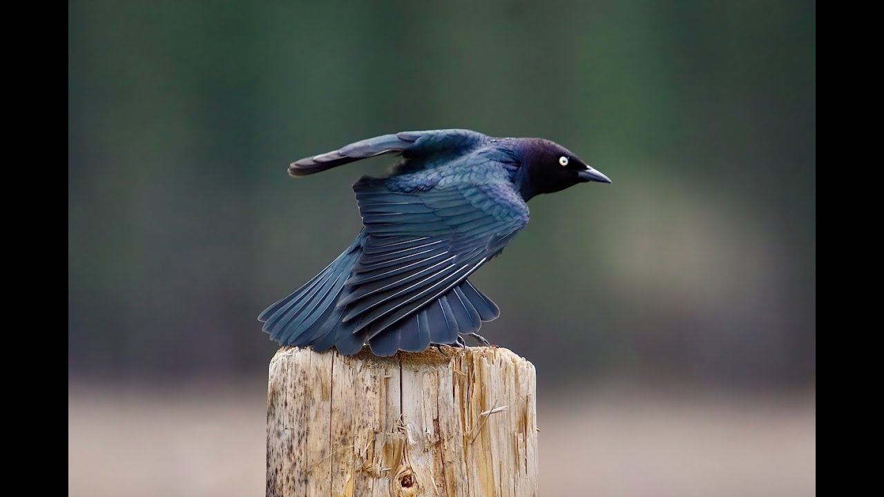 Favorite Bird Images 2023