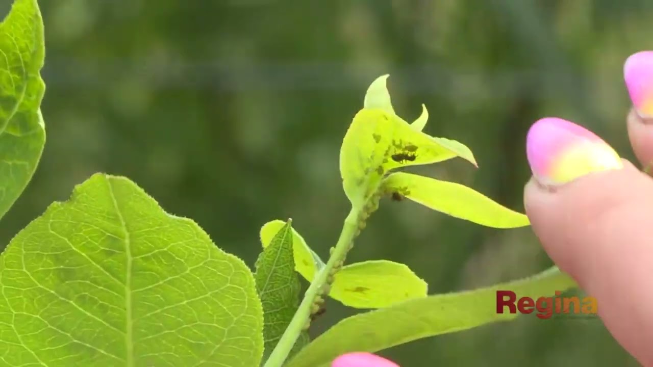Čučoriedková zážitková farma BERRY GARDEN