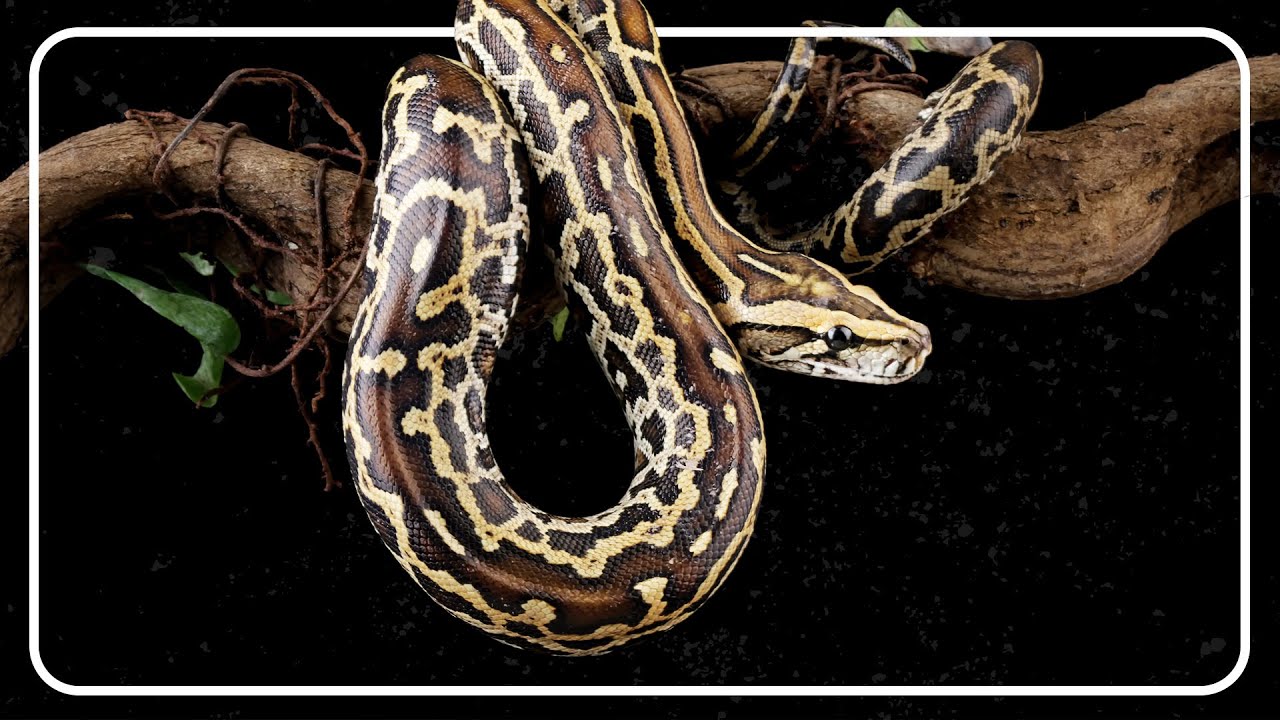 Burmese Python: The Dangerous Snakes Invading Florida's Everglades