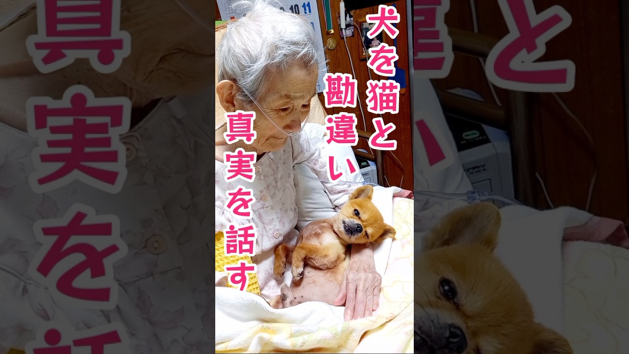㊗️165万再生🎉長年チワワを猫と勘違いしてる婆ちゃんに犬と伝える！#チワワ#老犬