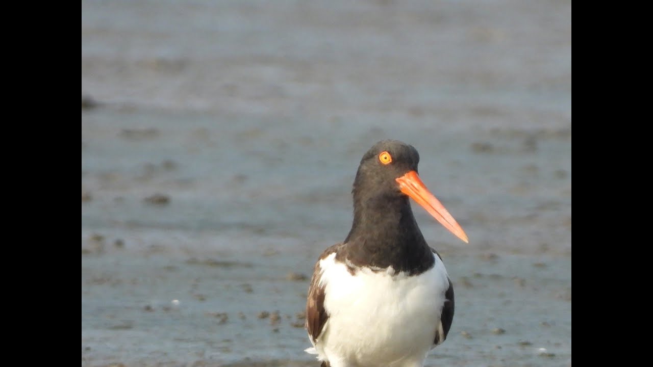 Virtual Field Trip: Migrating Shorebirds