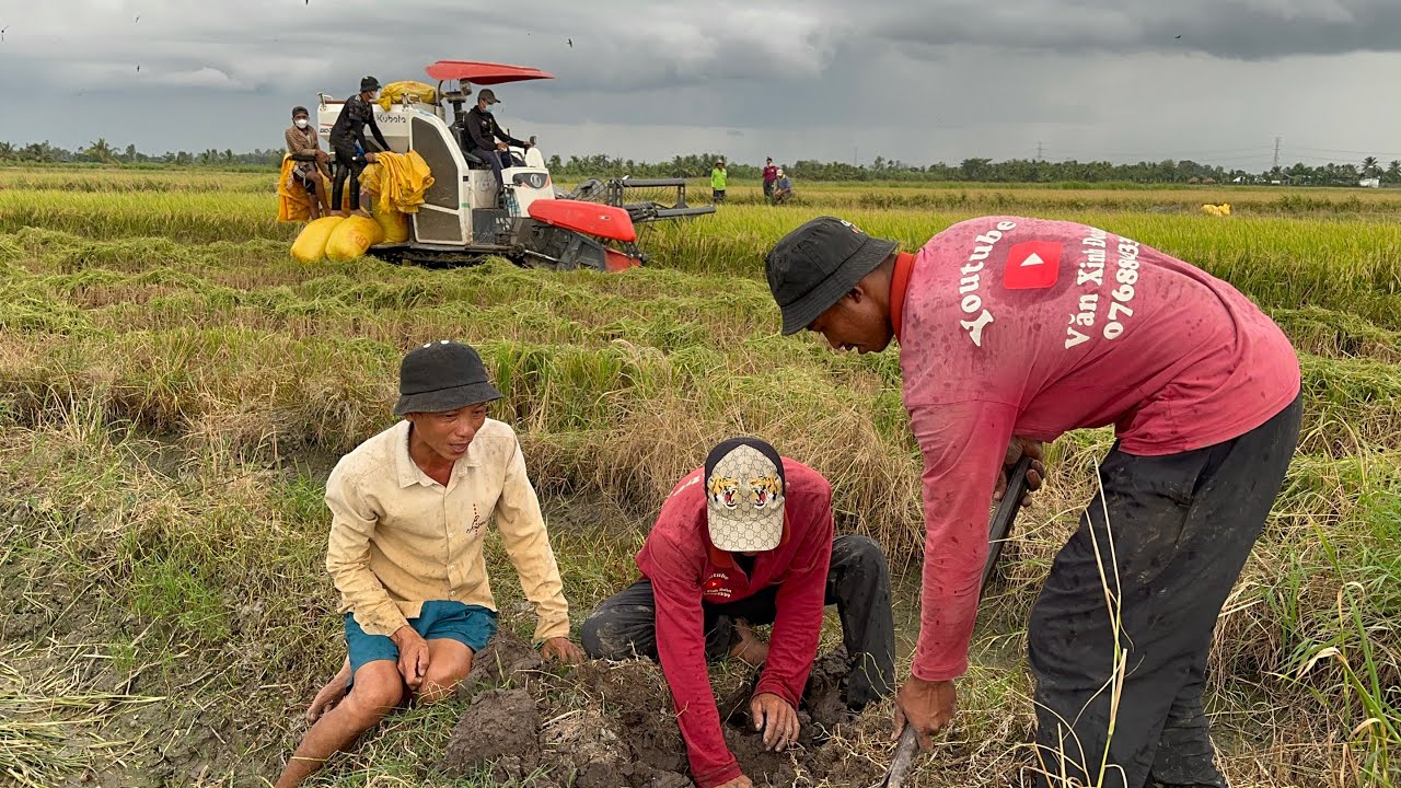 Đào hang bắt chuột mùa gặt lúa cùng với Ông Già Làng #354