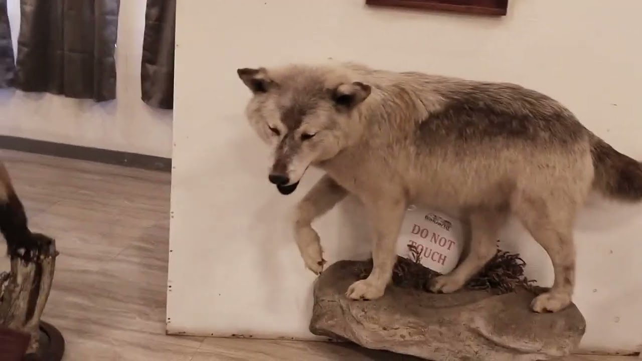Mga collection ni Sir Chavit Singson (Taxidermied Animals)