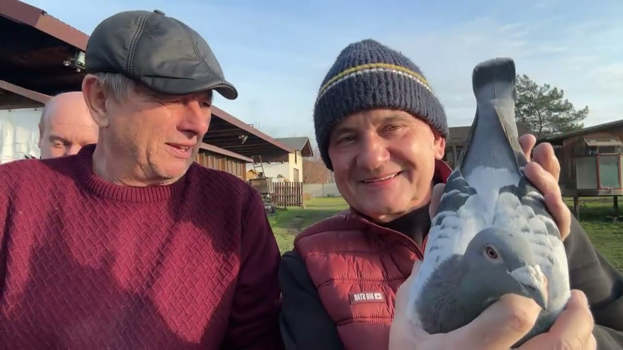 Gołębie od Mistrza Polski GMP Andrzeja i Michała Wiosny wybitne gołębie do rozpłodu 513016809