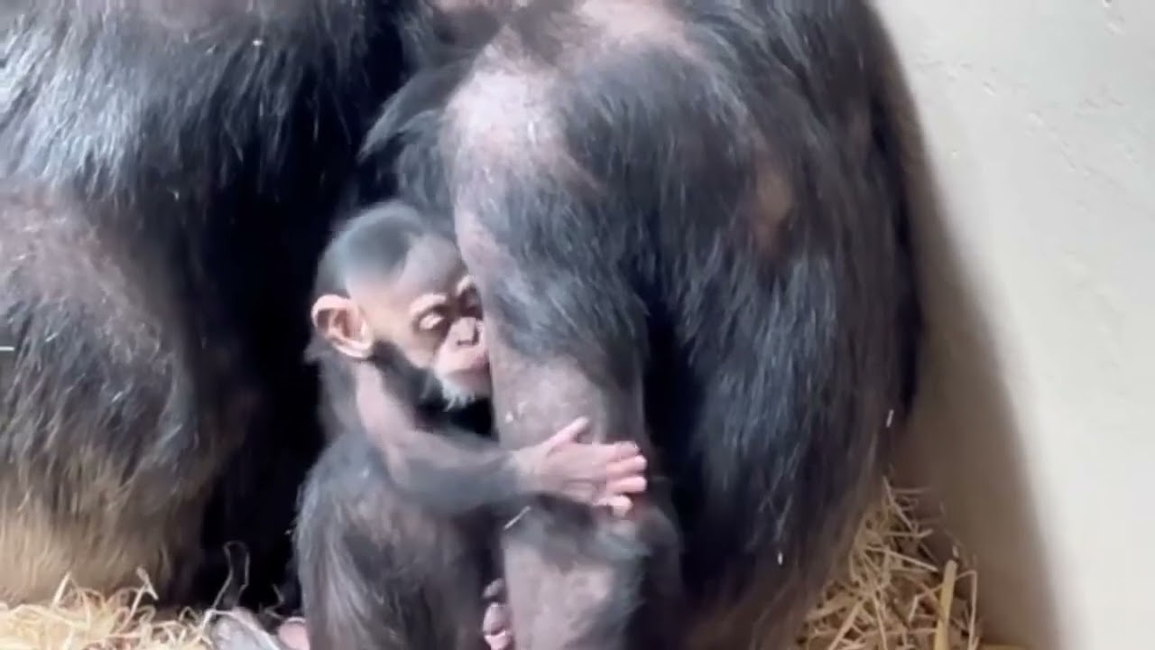 Baby Chimpanzees with their Mother - PART 27 - new release
