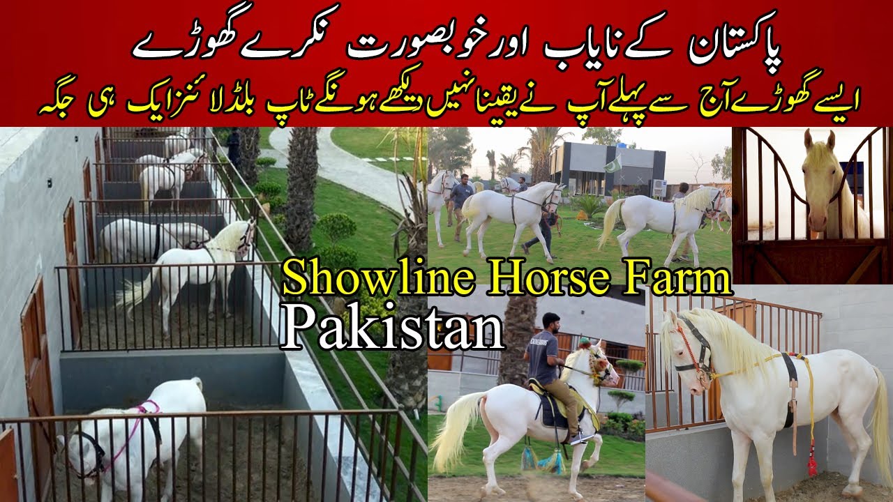 The Most Beautiful White Nukra Horses of Pakistan || Top Blood lines at Pakistan Horse Farm ||Horses