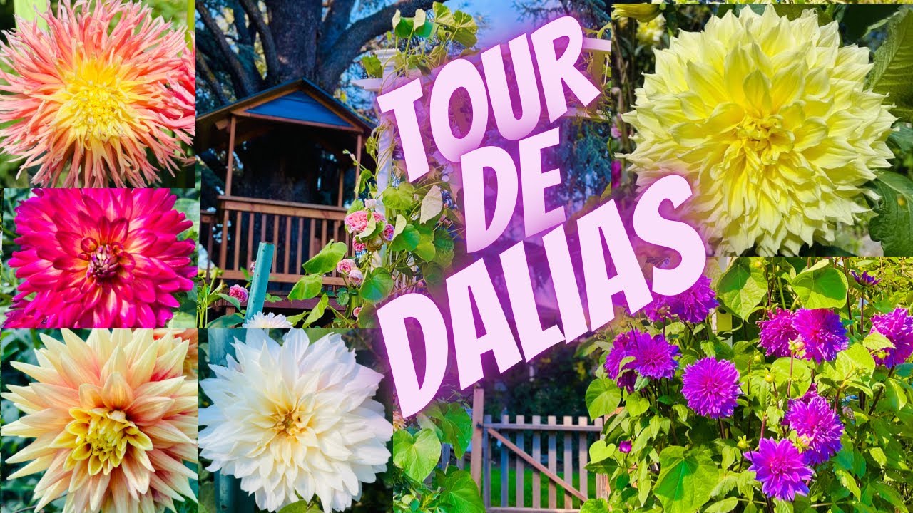 El Tour mas Esperado de Dalias  y Zinnias , hermosas 🌺🌸flores 🌺🌸que  adornando al jardín