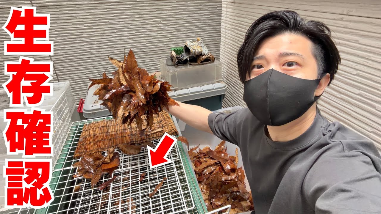 3ヶ月半『断食』＋極寒の水にカメを浸けておいた結果...