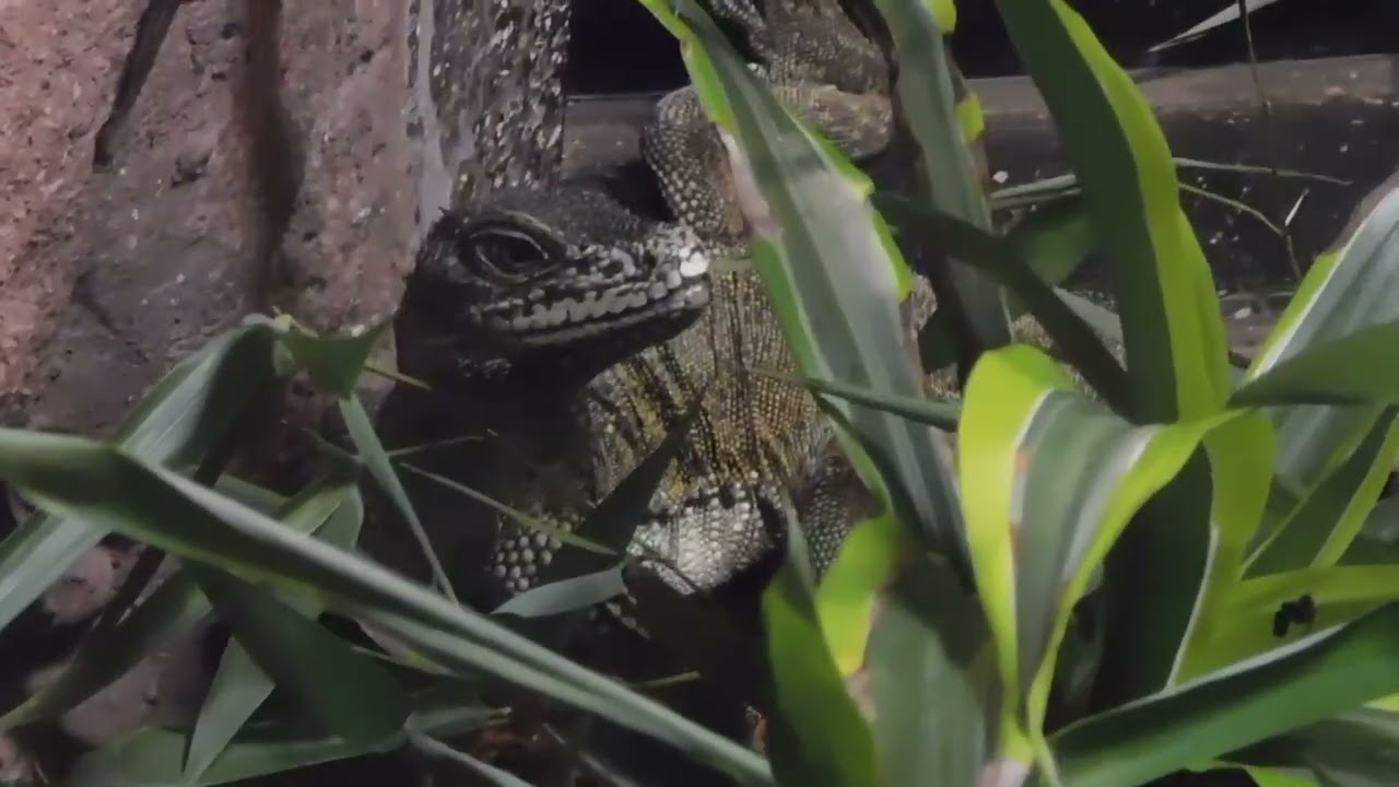 Philippine sailfin lizard at Philadelphia Zoo August 2023