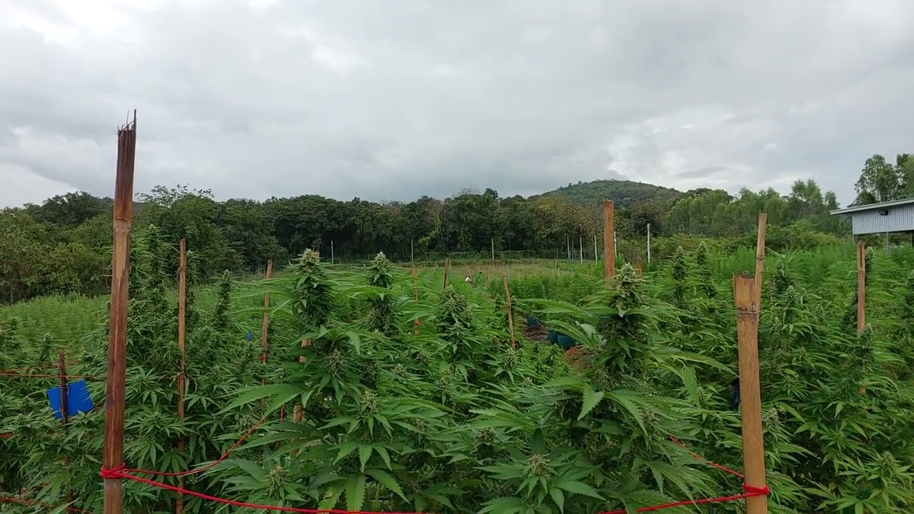 Growing outdoor  WILD THAILAND strain