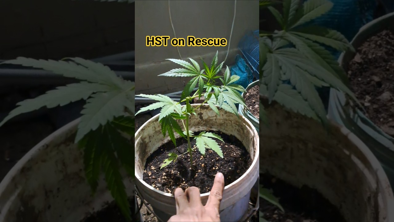 HST on Unknown Strain Rescue #organic #garden #420 #hst