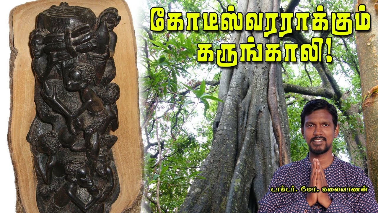 Ebony Tree | வளர்த்தவரை செல்வந்தராக்கும் கருங்காலி!