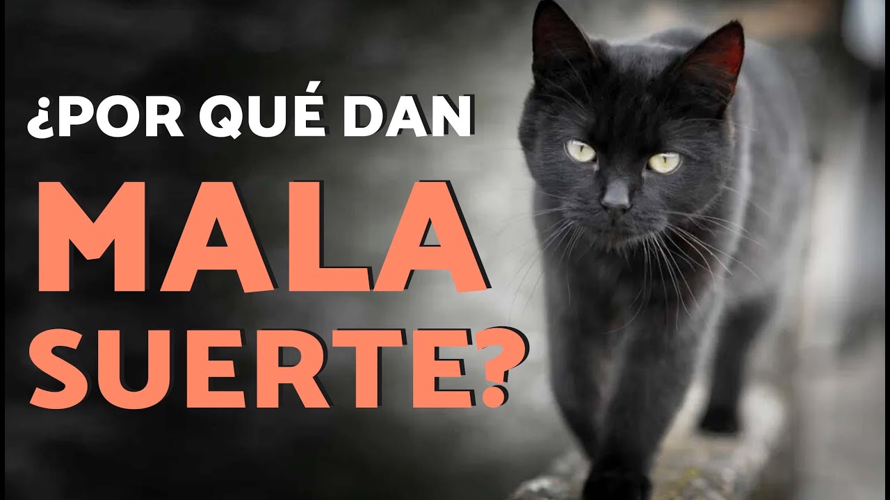 La LEYENDA de los GATOS NEGROS 🐈‍⬛🕸️👀 (¡Esta es la VERDAD que no quieren que sepas!)
