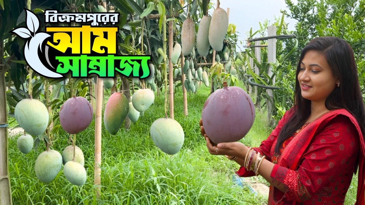 বিশ্বের নামীদামি ১৩০ জাতের আমের সমাহার বিক্রমপুরের এক বাগানে || World Famous Mangoes || Munshiganj