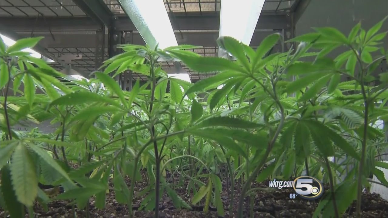 Secret Stash: Inside Florida's Largest Medicinal Marijuana Grow House
