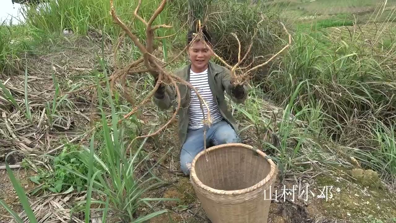 小伙运气太好了，山坡上发现一颗3米高的靓货，今天赚大了