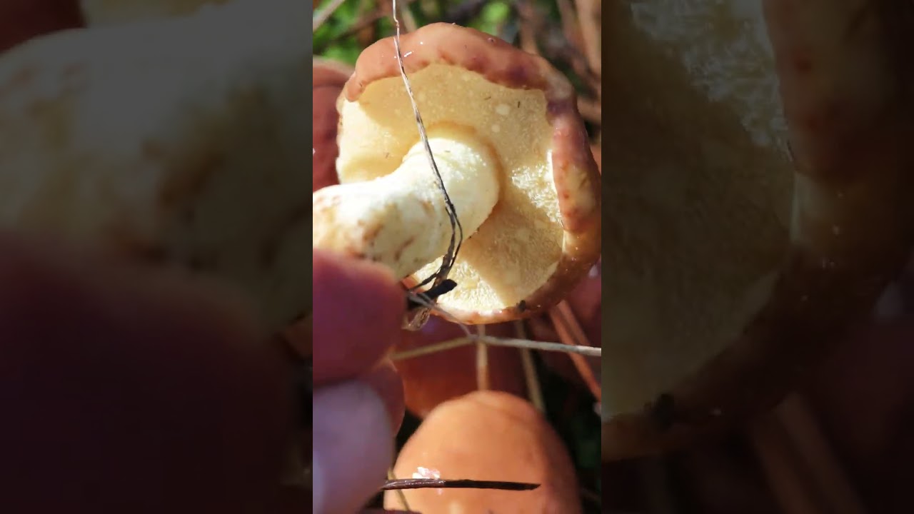 Boleto viscoso peque&ntilde;o. Mocosin. Suillus granulatus.