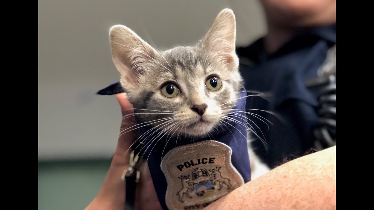 Pawfficer Donut sworn-in as new Troy Police cat