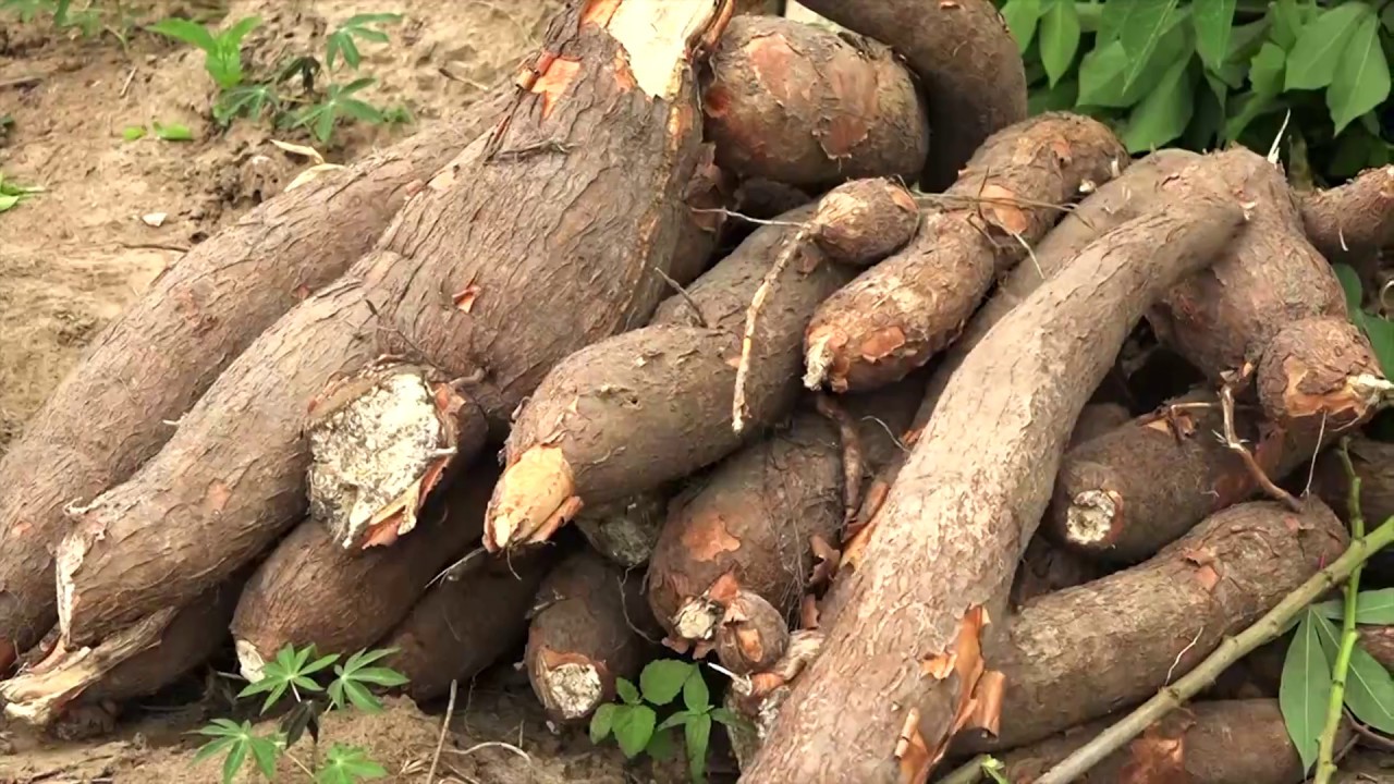 T&P- Succes stories manioc