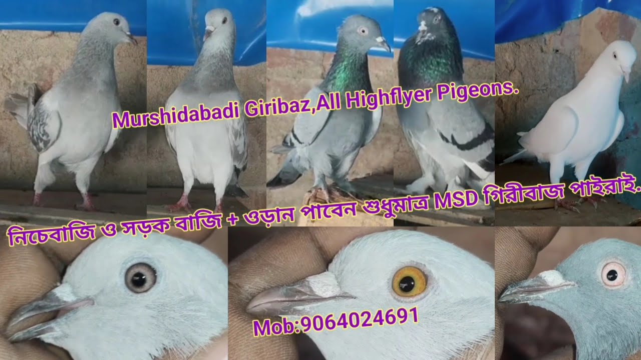 Murshidabadi Giribaz,All Highflyer Pigeons. নিচেবাজি ও সড়ক বাজি + ওড়ান পাবেন MSD গিরীবাজ. 9064024691