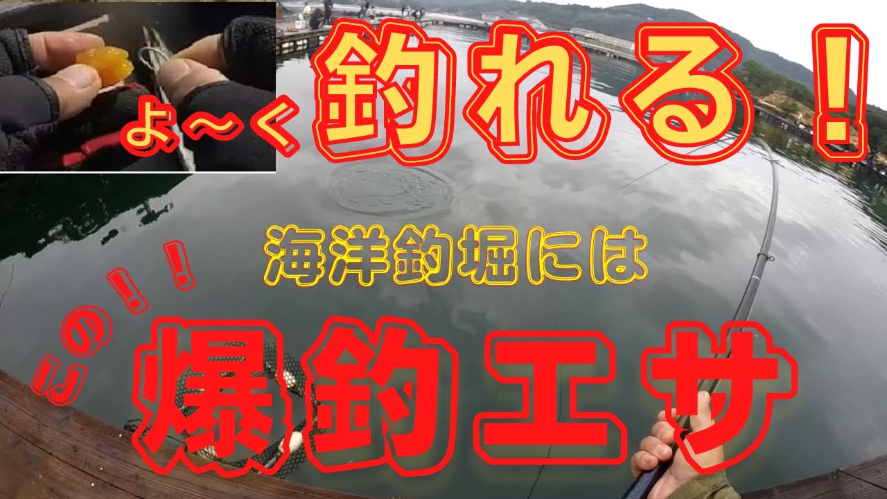 【仮屋湾遊漁センター】 爆釣エサ！完全公開『SSP』編