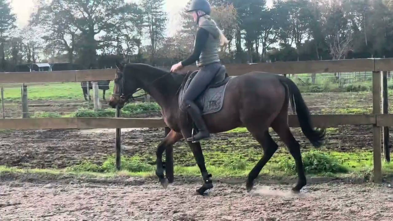 Knappe Ivy