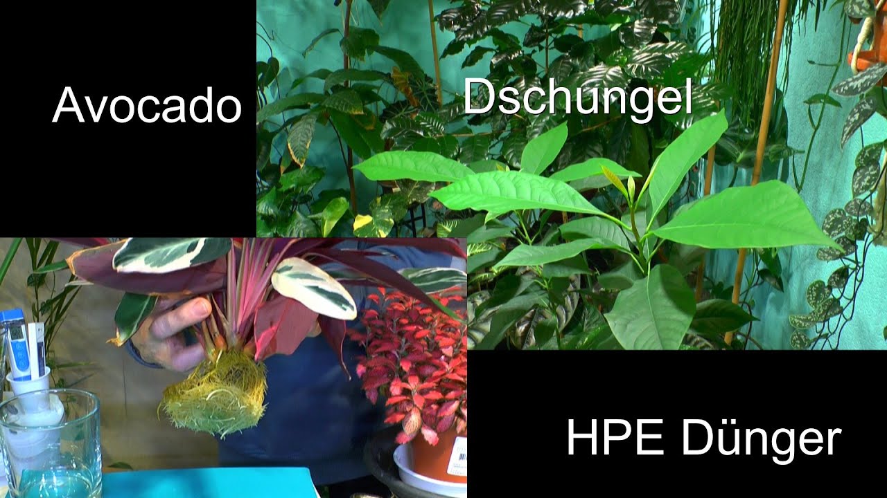 Zimmerpflanzen besser kennen Lernen mit dem HPE Dünger düngen und was Du besser machen kannst