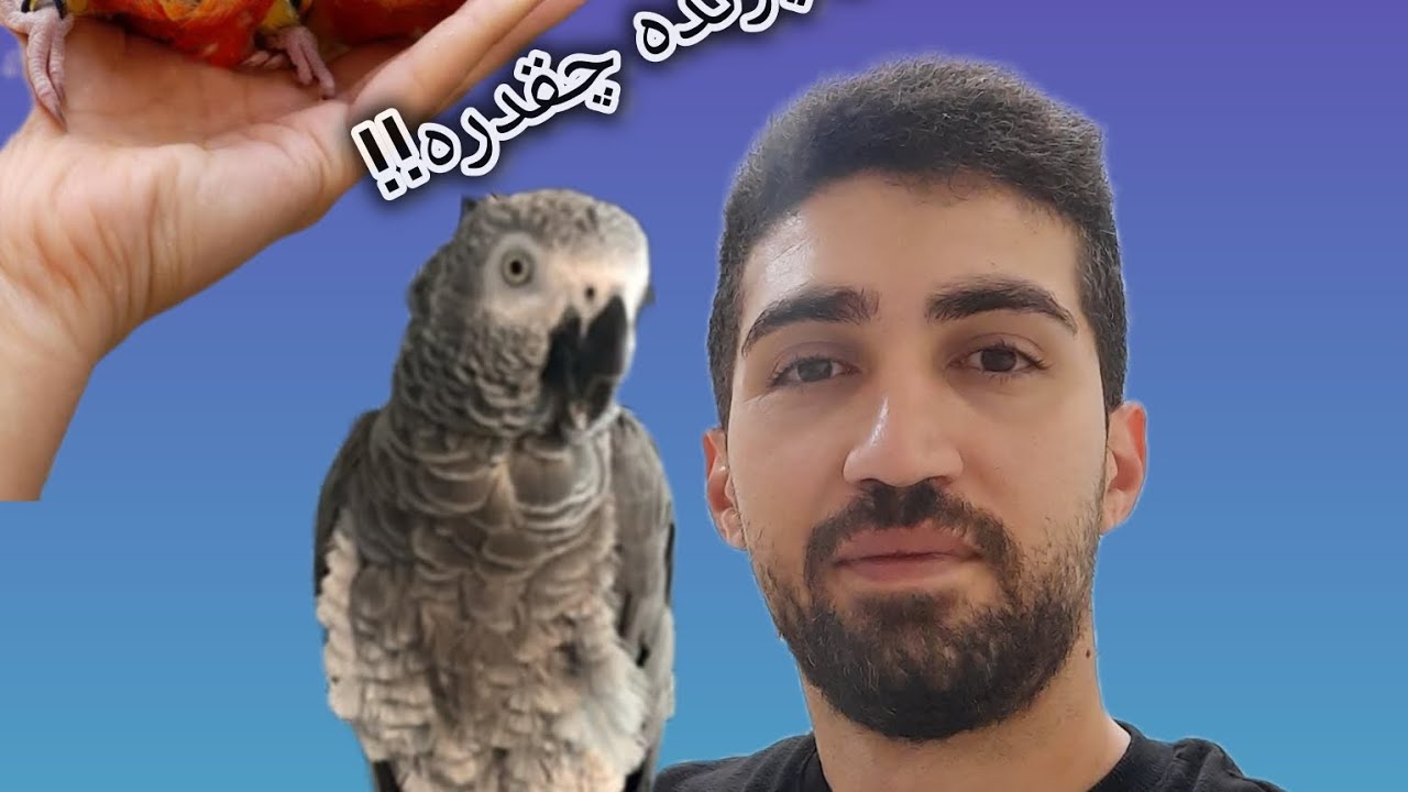 لایو مهم سود پرورش پرنده چقدره !!