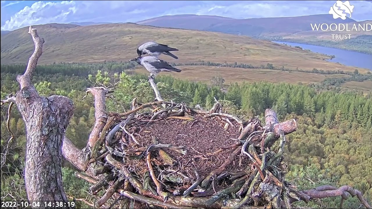 Strange behaviour from a pair of Hooded Crows on the Loch Arkaig Osprey nest 4 Oct 2022