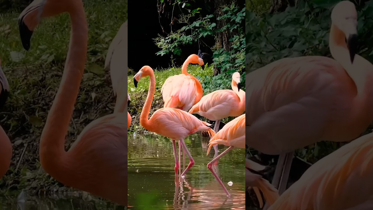 Flamingo Bird Sound 🦩#shorts