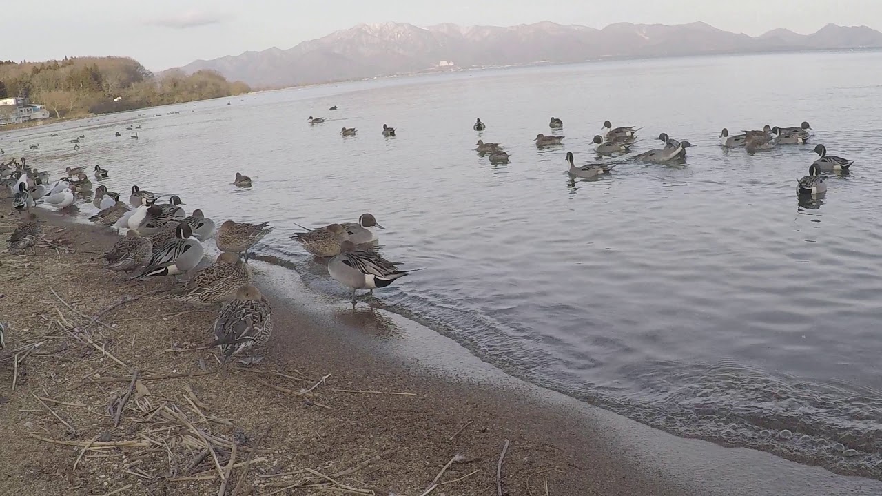 [実況] パソコンが使えないから、鳥を撮ってきた。