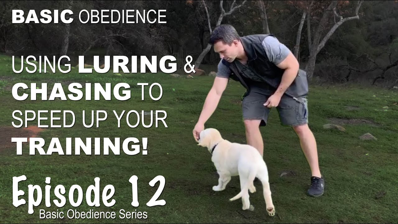 Using Luring & Chasing to Speed Up Your Dog Training. Episode 12
