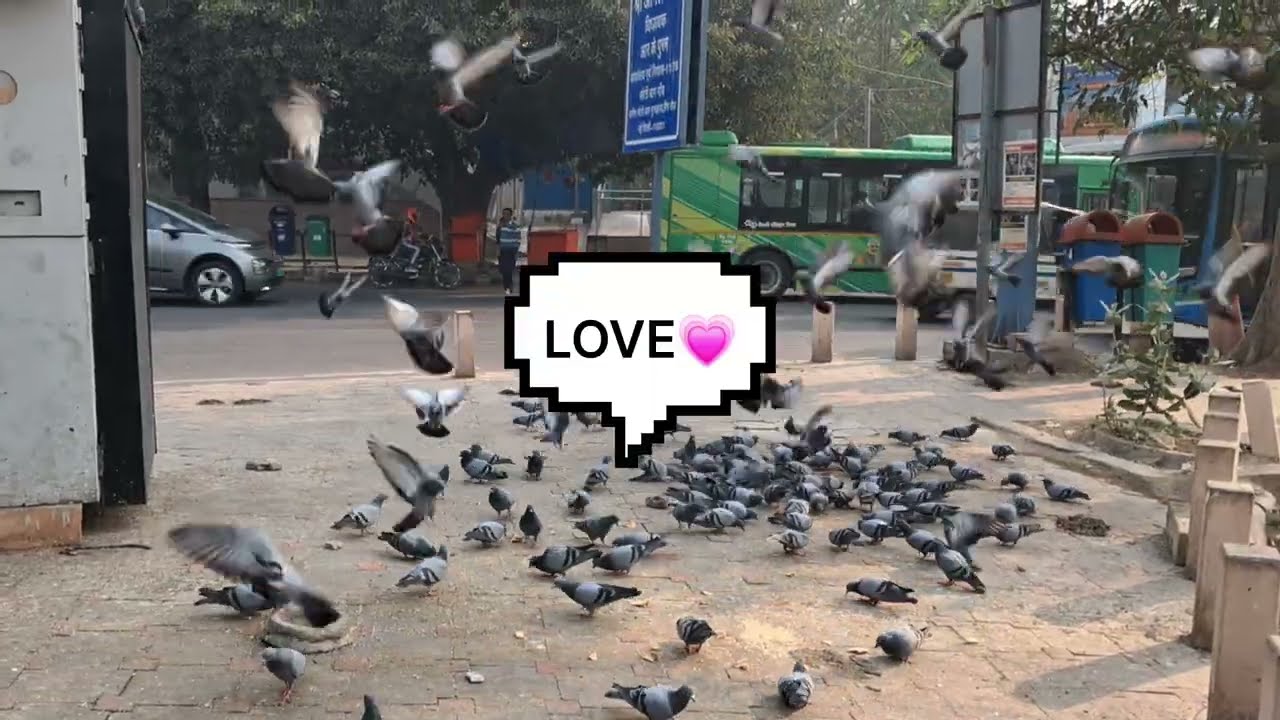 The Pigeon: The past messenger of ❤️ Love and War. Please 🙏 support their survival. 