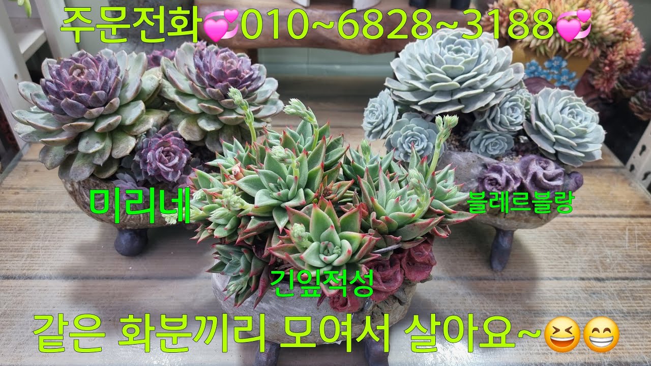 (26.2.5.목)💞판매완료💞같은 느낌의 아이들끼리 모여야 이쁠듯~🤣😂