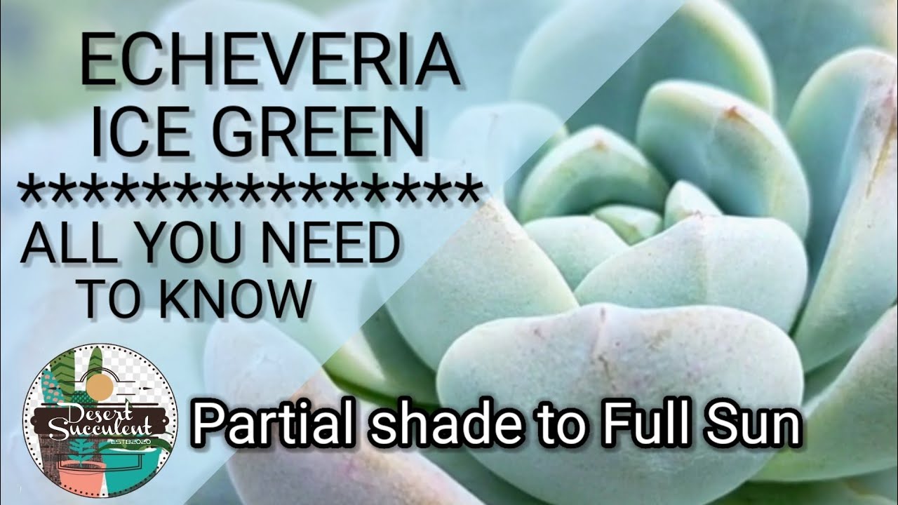 39 Echeveria Ice Green • Icy Green Succulent Care Guide