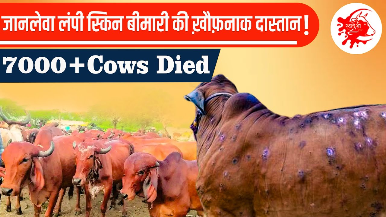 Lumpy Skin Disease in Cows| Lumpy Virus Cases in India| Lumpy Skin Disease Treatment| SwadeshiVIP
