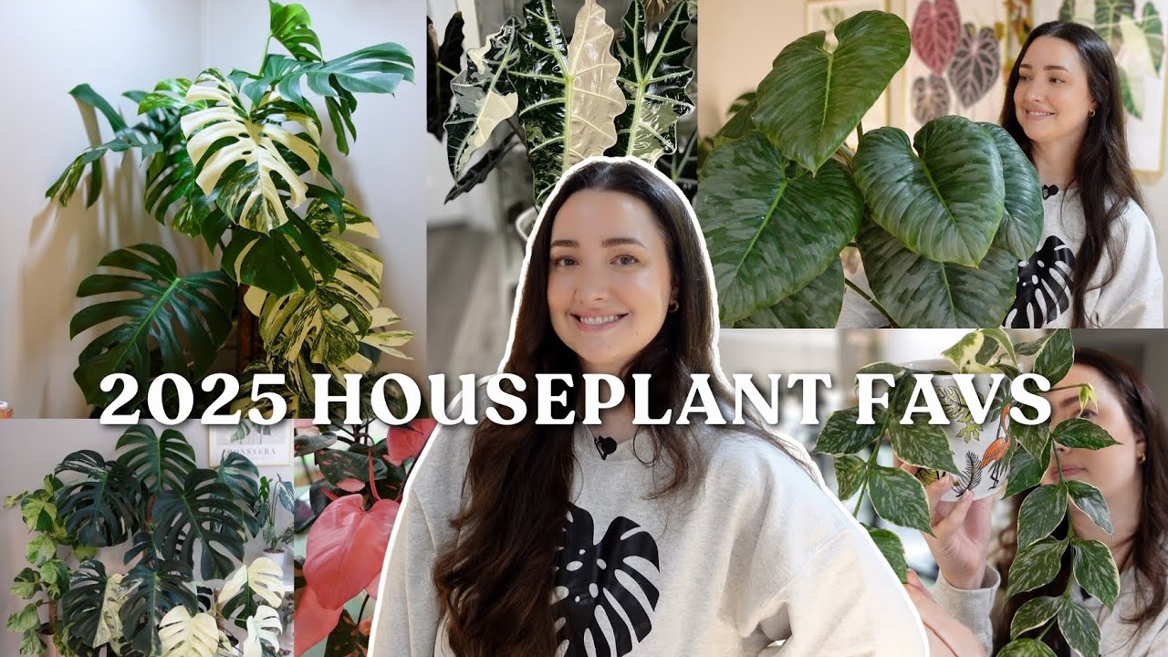 My 2025 Houseplant Favorites (Storytelling Month-by-Month) 🗓️🌿