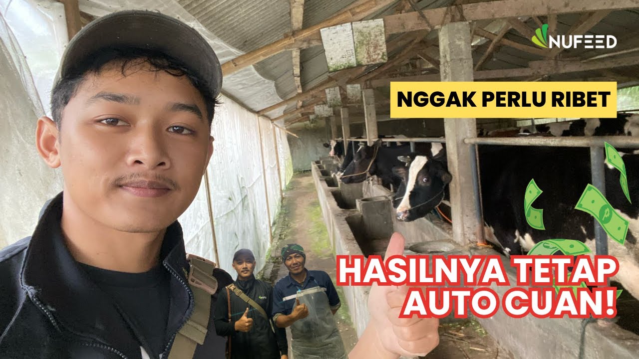 PAKAN SAPI PERAH ANTI RIBET!💥Peternak Getasan Sudah Merasakannya 🐄
