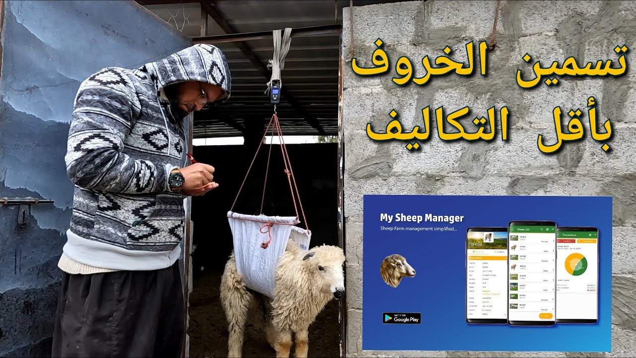 تسمين الخراف ، كمية العلف و كيفية حساب الوزن ، شراء معزات قطرية (129)