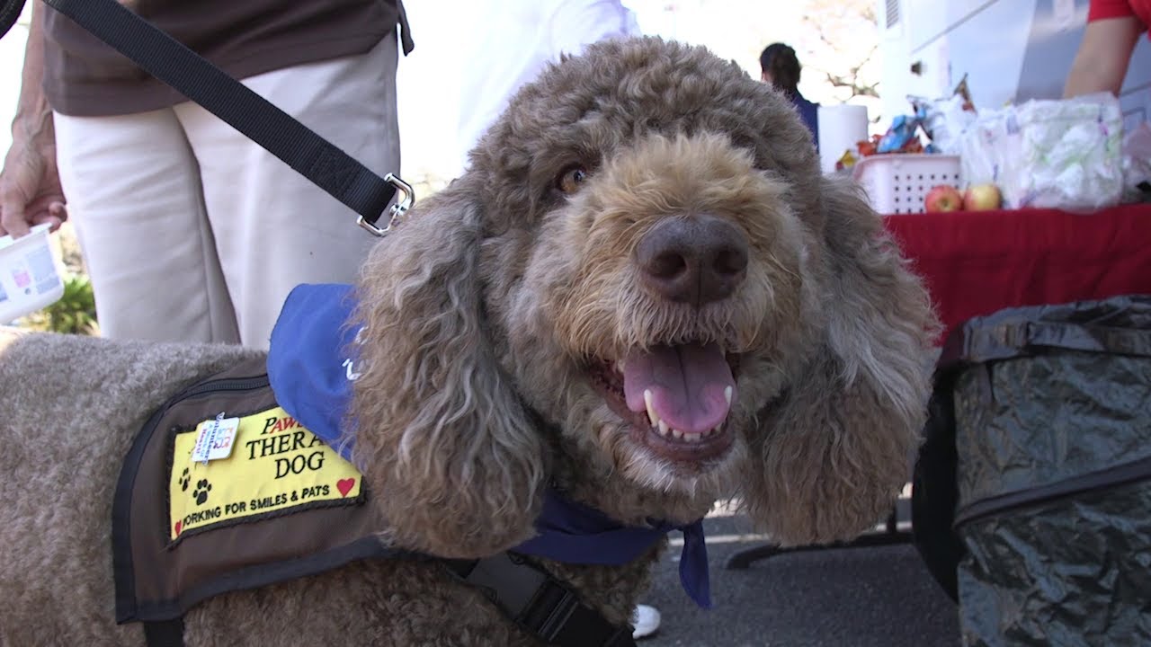 Farmers Insurance® Helping Texas Customers Affected by Harvey with Therapy Animals