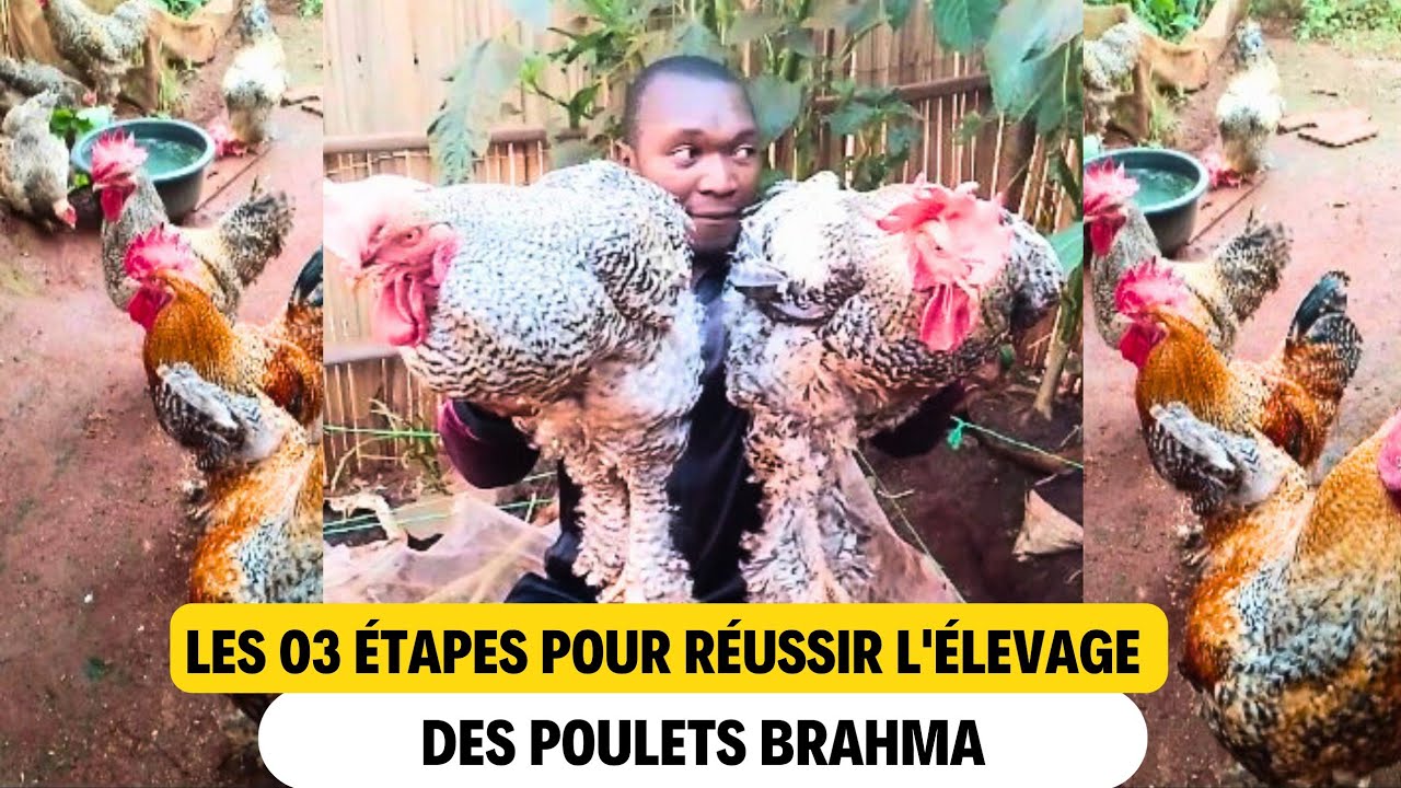 ESSAI D'&Eacute;LEVAGE DES POULETS BRAHMA EN AFRIQUE : LES &Eacute;L&Eacute;MENTS &Agrave; CONNA&Icirc;TRE AVANT DE D&Eacute;MARRER.