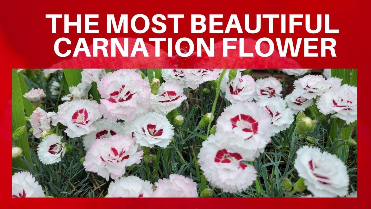 THE MOST BEAUTIFUL CARNATION FLOWERS WITH RELAXING MUSIC // maricel cervi