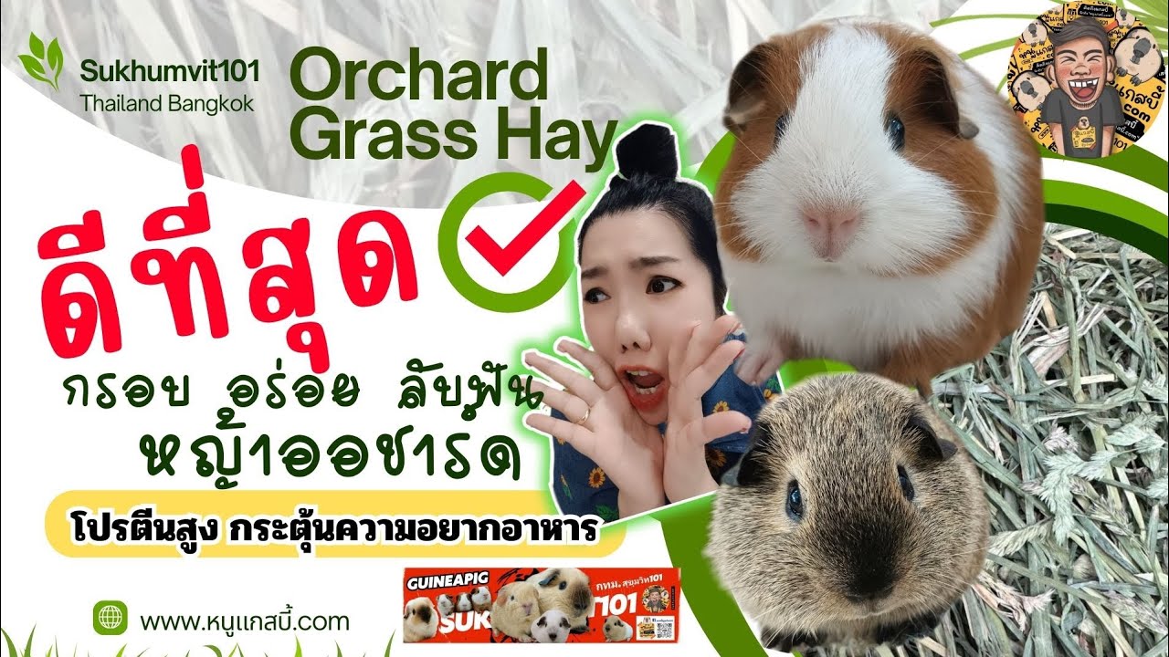 หญ้าออชาร์ดสำหรับหนูแกสบี้